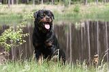 ROTTWEILER 236